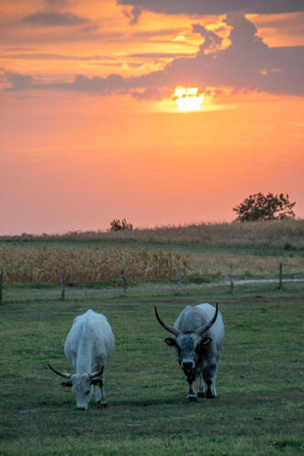 Sunset behind greys